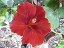Moorea Red Jungle