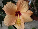 Cairo apricot