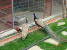 DSC09538