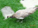 DSC09561