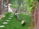 DSC09595