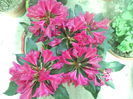 DSCN7642