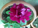 DSCN7646