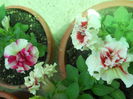 DSCN7649