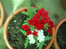 DSCN7653