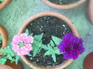 DSCN7654