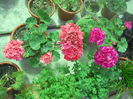 DSCN7655