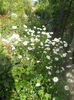 DSCN7684