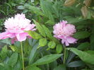DSCN7687