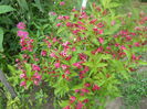 DSCN7708