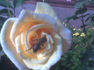 Imag003