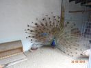 DSC09464