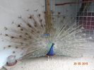 DSC09483