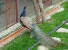 DSC09560
