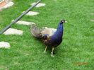 DSC09584