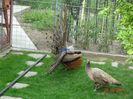 DSC09602