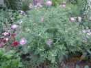 Centaurea dealbata