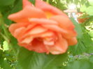 DSCN7718