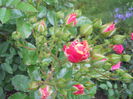 DSCN7738