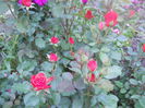 DSCN7742