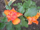 DSCN7746
