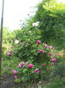 DSCN7748