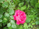 DSCN7753