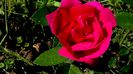 DSC02209