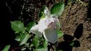 DSC02215