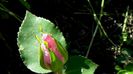 DSC02218