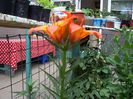 my photo 390