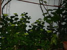 DSCN8334