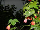 DSCN8335