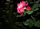 DSCN8414