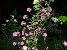 DSCN8416