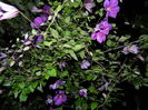 DSCN8418