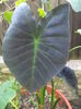 DSC03900