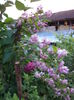 DSC03903