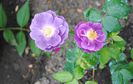 29 mai,Rhapsody in Blue