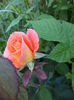 DSC03912