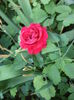DSC03913