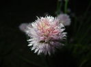 Allium schoenoprasum (2015, May 16)