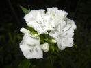 Dianthus barbatus (2015, May 17)