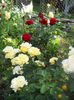 DSCN7762