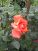 DSCN7765