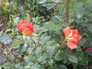 DSCN7766