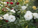 DSCN7767