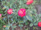 DSCN7768