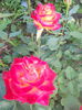 DSCN7769
