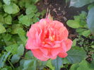 DSCN7770